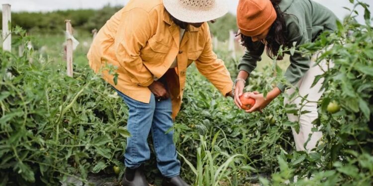 Denunciaron 200 ocupaciones ilegales en tierras agrarias de Venezuela
