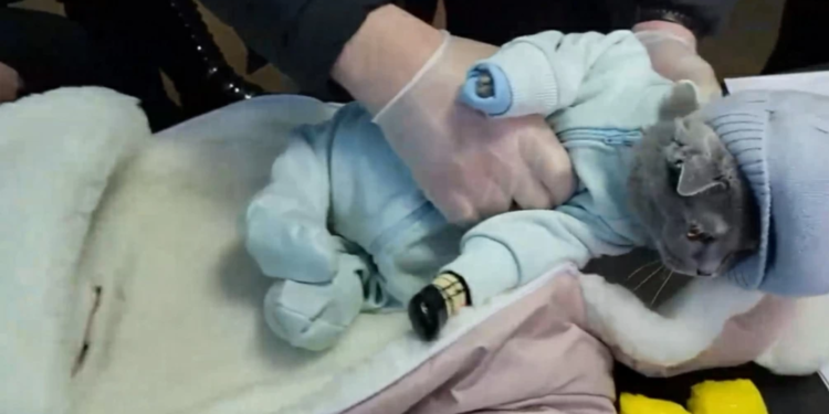 Detienen en Rusia a mujer que ocultaba droga con un gato vestido de bebé