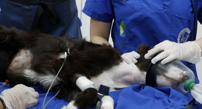 Realizan por primera vez en Colombia una valvuloplastia pulmonar en un perro