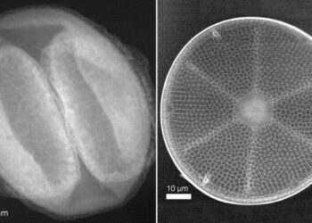 Nueva tecnología de rayos X y en alta resolución no daña los tejidos biológicos