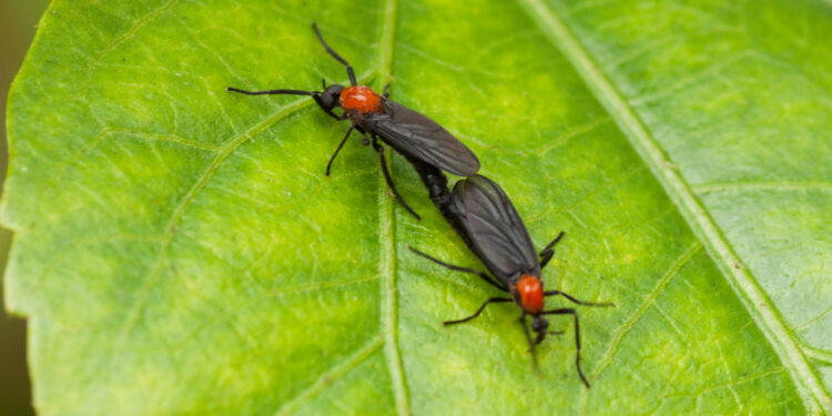 Estos insectos azotan a los floridianos y dañan sus autos