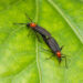 Estos insectos azotan a los floridianos y dañan sus autos