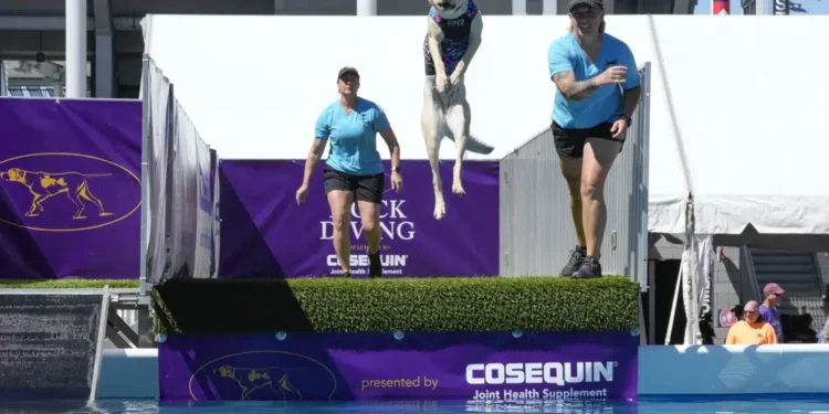 Sede del US Open acoge afamado show canino