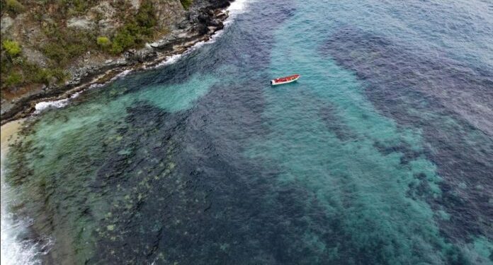 En alerta Venezuela por coral exótico que asfixia arrecifes