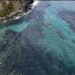 En alerta Venezuela por coral exótico que asfixia arrecifes