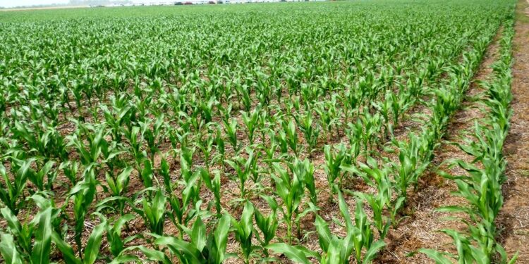 Modernización agropecuaria y seguridad agroalimentaria venezolanas, por Isaías Márquez