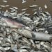 Miles de peces muertos aparecen en la costa de Texas