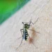 Confirmados en EEUU primeros casos de malaria transmitidos localmente en dos décadas