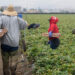 Incertidumbre del sector agrícola por medidas migratorias de DeSantis en Florida
