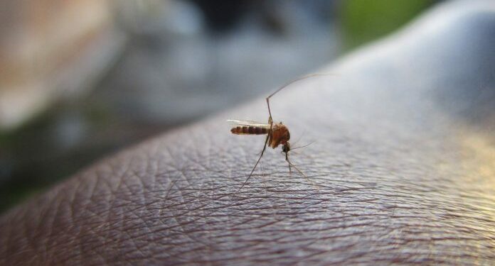 Se incrementan los casos de dengue y malaria en Venezuela