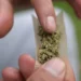 Senado de Colombia debate regular consumo recreativo de cannabis en adultos