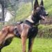 Siguen en la búsqueda de Wilson el perro rescatista que ayudó a encontrar a niños en Colombia