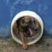 Sigue la busqueda del perro heroico que ayudó a encontrar a 4 niños en la Amazonía