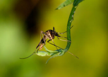Nuevo método de lucha contra la malaria: desarrollan un mosquito que deja solo la descendencia macho