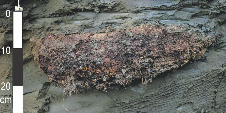 Organismo «resucitado» en el permafrost siberiano después de 46.000 años