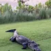 Hombre de 79 años fue mordido por un caimán en campo de golf de Naples