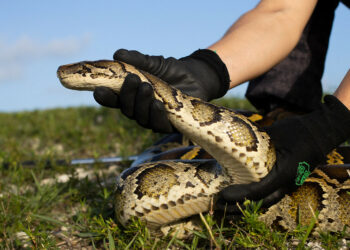 Adolescente establece récord en torneo en los Everglades capturando a pitón de 15 pies