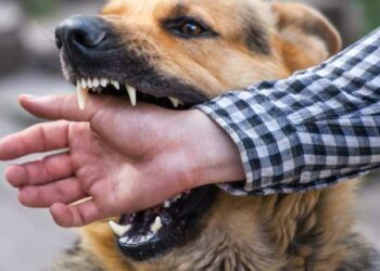 Alertan incremento de casos de mordeduras de perros en Miami