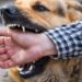 Alertan incremento de casos de mordeduras de perros en Miami