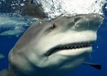 Brutal ataque de tiburón en St. Petersburgo dejó a mujer con heridas graves