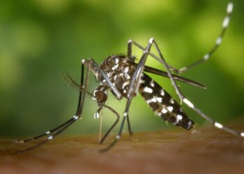 En alerta Florida por dengue ante nuevos casos en Miami-Dade y Broward