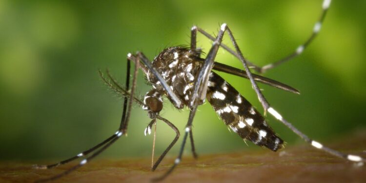 En alerta Florida por dengue ante nuevos casos en Miami-Dade y Broward