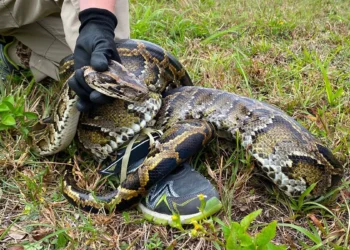Oncóloga destacada en NY mata a su beba de 4 meses y se quita la vida