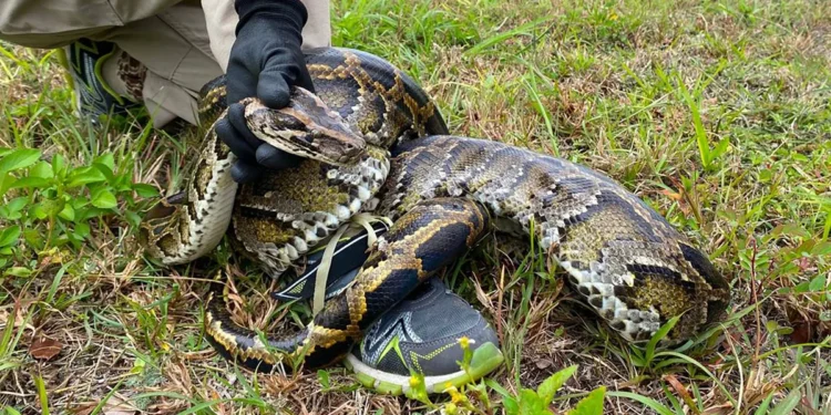 Oncóloga destacada en NY mata a su beba de 4 meses y se quita la vida