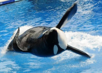Activistas lamentan la muerte de la orca Lolita tras 50 años de encierro