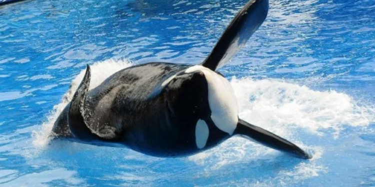 Activistas lamentan la muerte de la orca Lolita tras 50 años de encierro