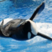Activistas lamentan la muerte de la orca Lolita tras 50 años de encierro