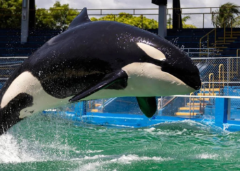 Muere Lolita, la orca del Miami Seaquarium que iba a ser liberada en el océano