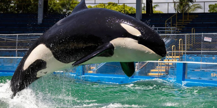 Muere Lolita, la orca del Miami Seaquarium que iba a ser liberada en el océano