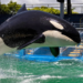 Muere Lolita, la orca del Miami Seaquarium que iba a ser liberada en el océano