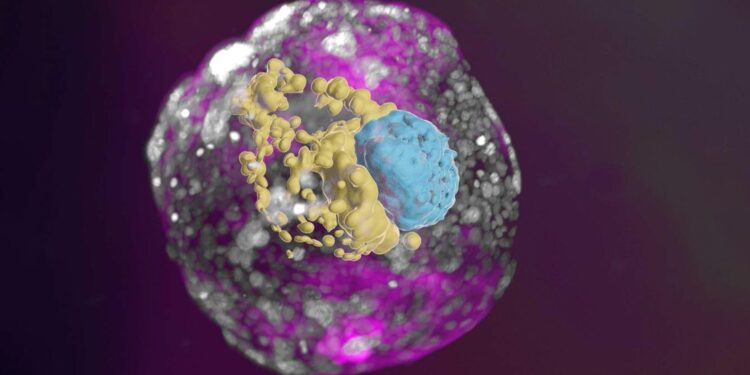 Crean modelos completos de embriones humanos sin usar espermatozoides, óvulos ni úteros