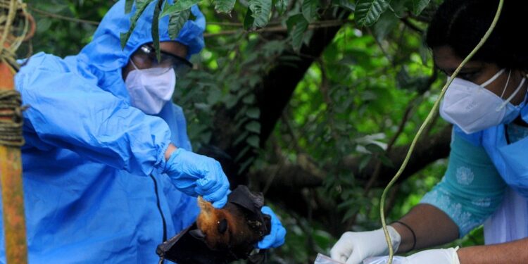 Un virus letal aparece en la India: ¿qué síntomas provoca?, ¿hay una cura?