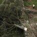 Maleantes talan emblemático árbol de Robin Hood de unos 300 años en Reino Unido