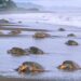 Hallan restos de ADN en una tortuga fósil que vivió en Panamá hace 6 millones de años