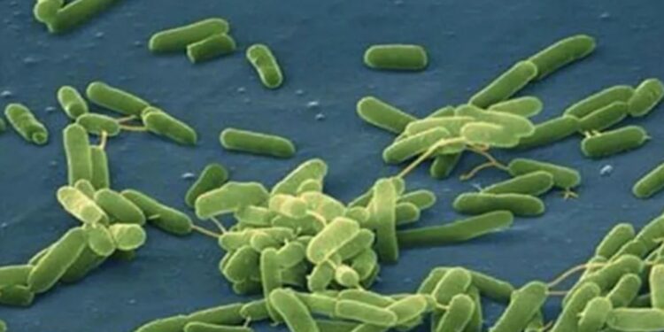 EEUU alerta de mortífera bacteria «come carne» en aguas del Atlántico y el Golfo de México