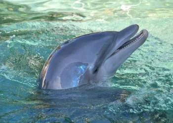 Exigen liberación de delfines del Miami Seaquarium