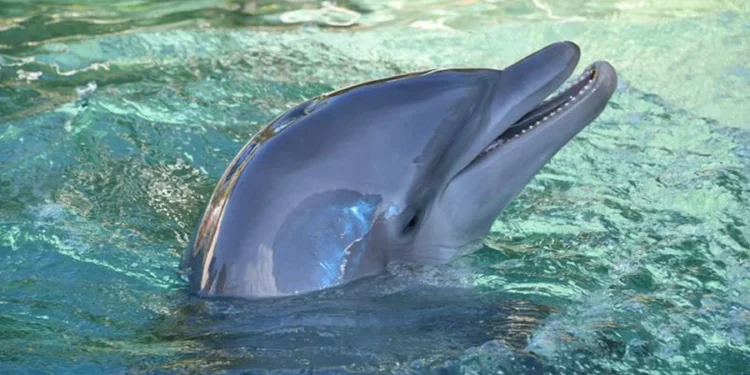 Exigen liberación de delfines del Miami Seaquarium