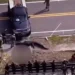 Hallaron en Florida a un caimán con el cuerpo de una mujer en la boca