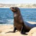 Cierran reconocida playa en California por acoso de bañistas a leones marinos