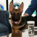 Commander, el perro de Biden, vuelve a morder a un agente del Servicio Secreto