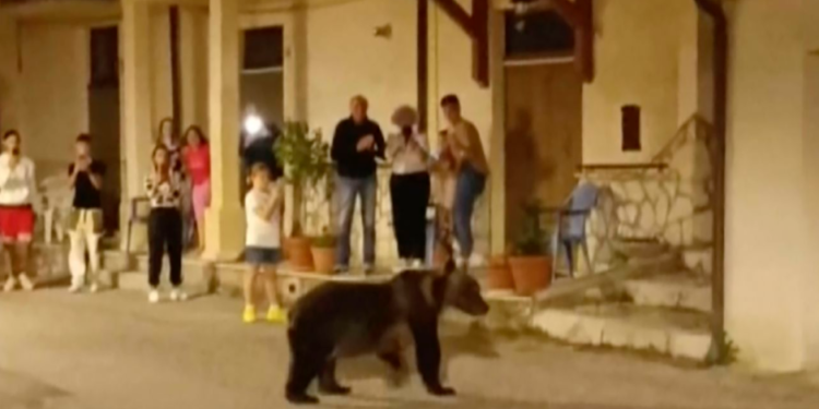 Asesinato a sangre fría de una osa desata la indignación en Italia