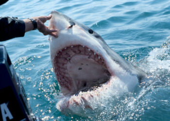 Tiburón desfigura el rostro de surfista en una playa de Florida
