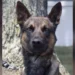 Yoda el perro policía que detuvo al fugitivo Danelo Cavalcante