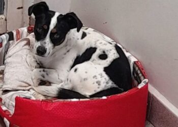 Jueza en Brasil acepta la demanda de un perro contra su dueño por daños morales