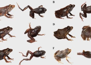 Descubren dos nuevas especies de ranas terrestres diminutas en Ecuador