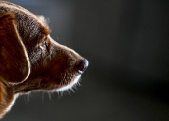 Bobi, el perro más longevo de la historia, muere a los 31 años